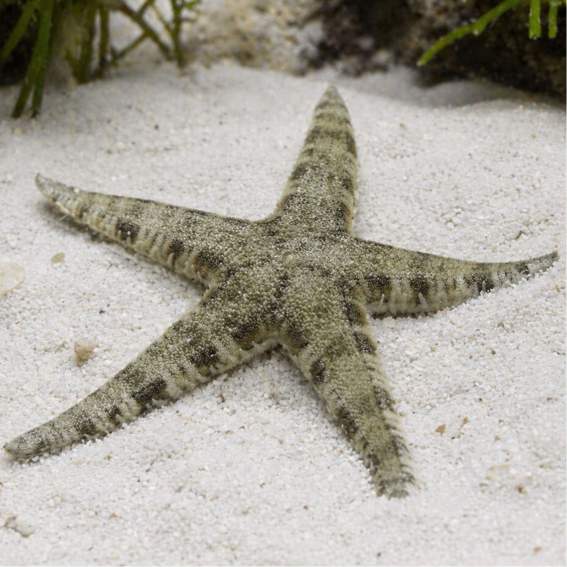 Sand Sifting Starfish