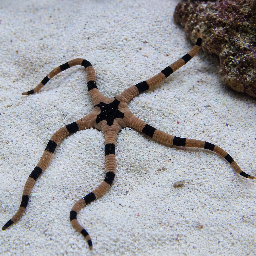 Zebra Brittle Starfish