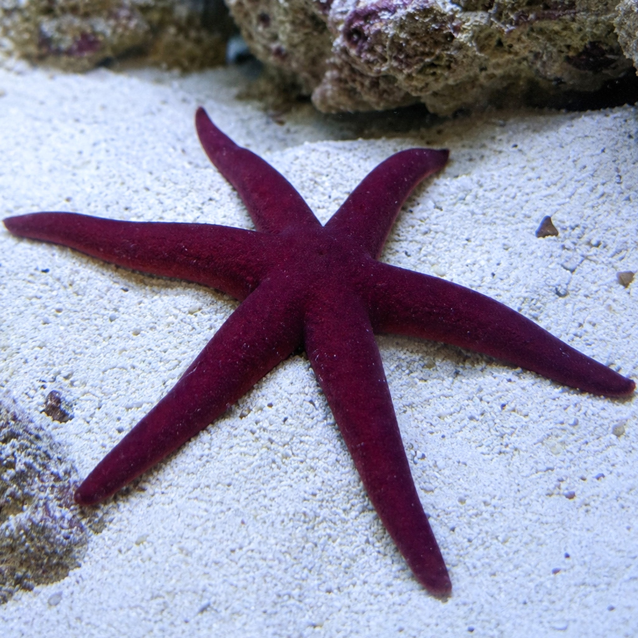 Purple Linckia Starfish