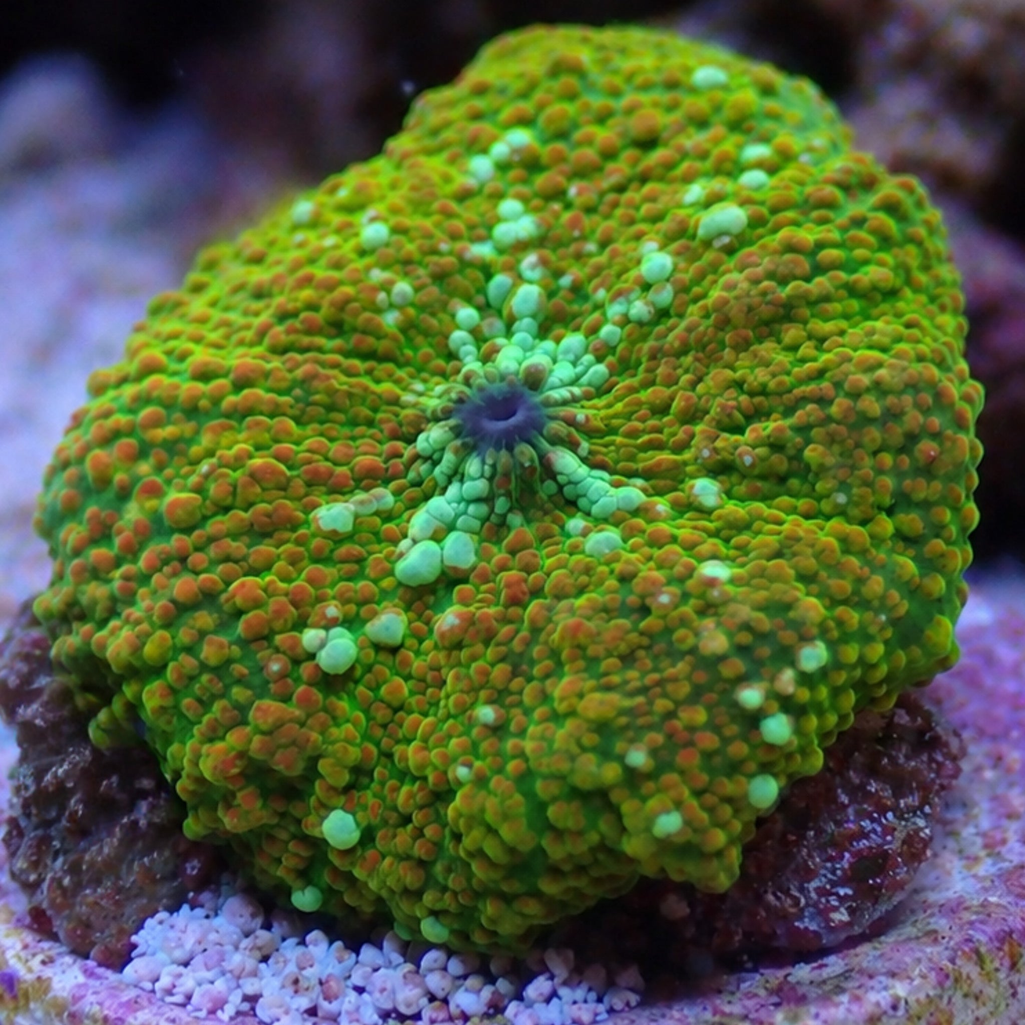 Apple Jacks Discosoma Mushroom