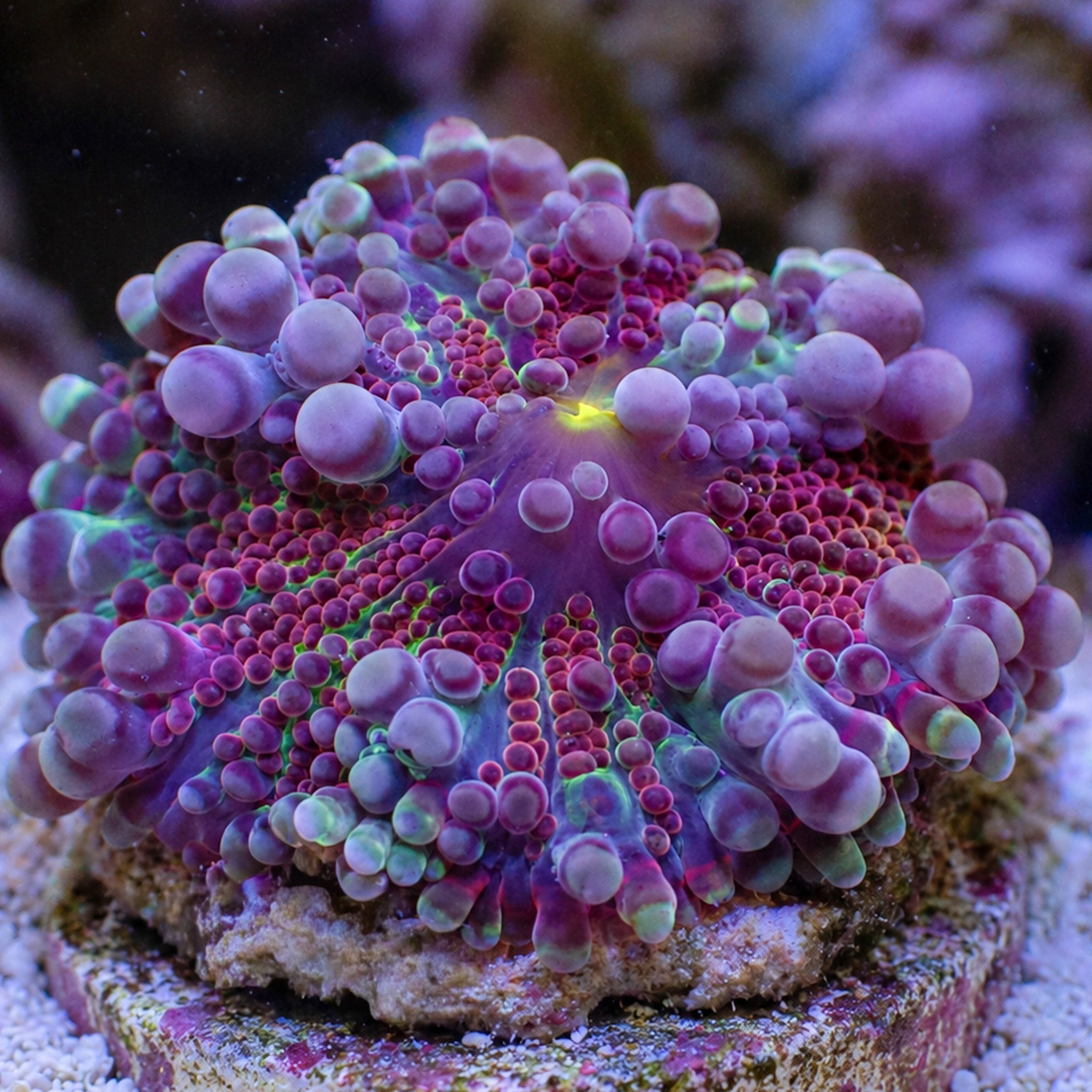 Red Jester Yuma Mushroom