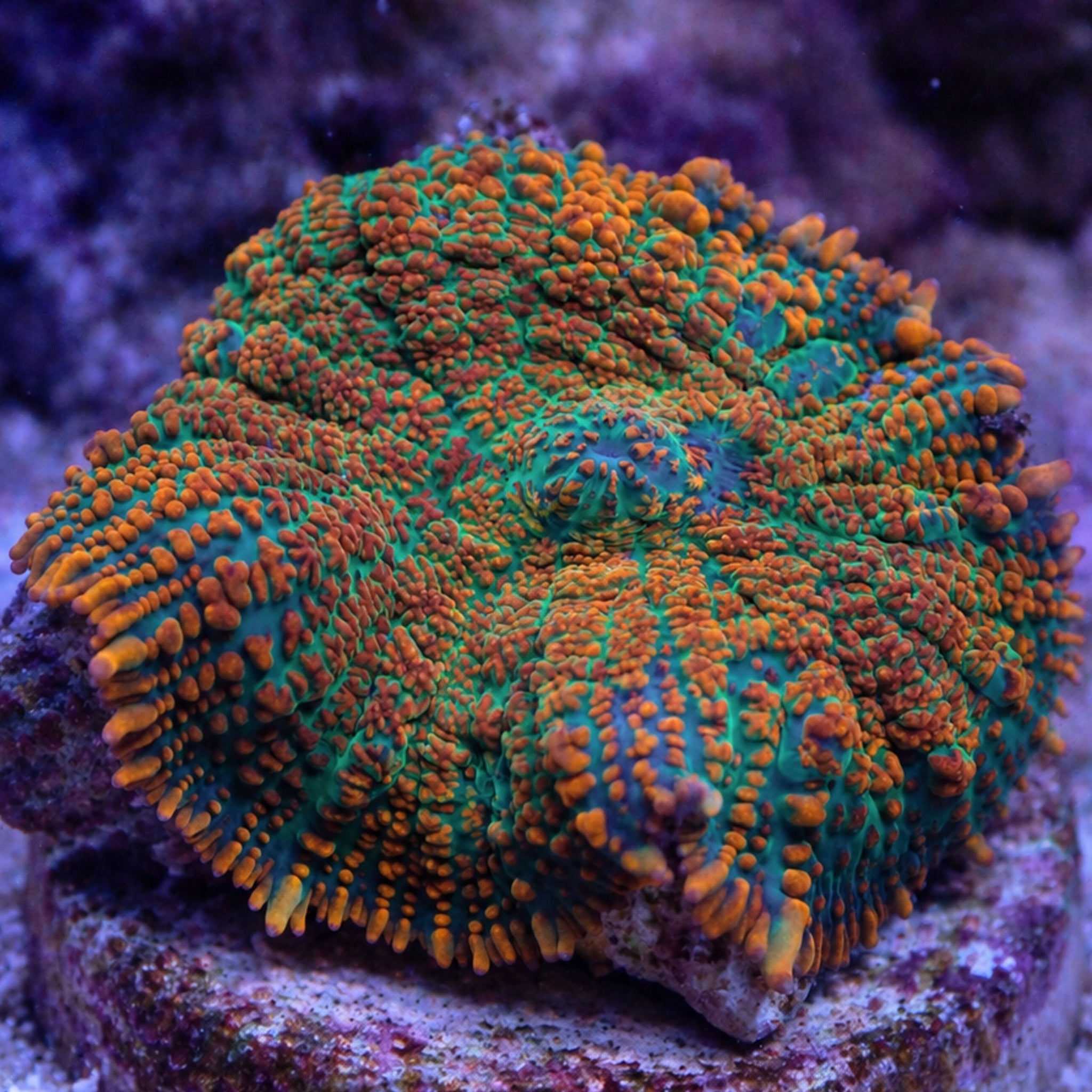 Cebu Sunset Rhodactis Mushroom