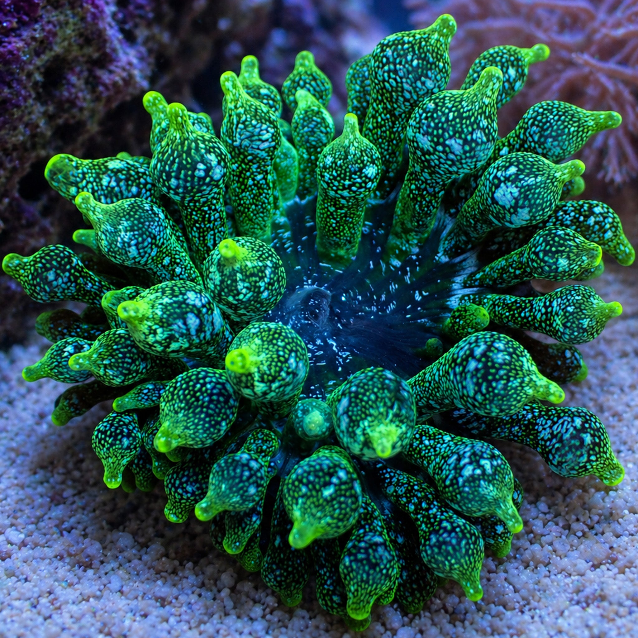 Emerald Galaxy Bubble Tip Anemone