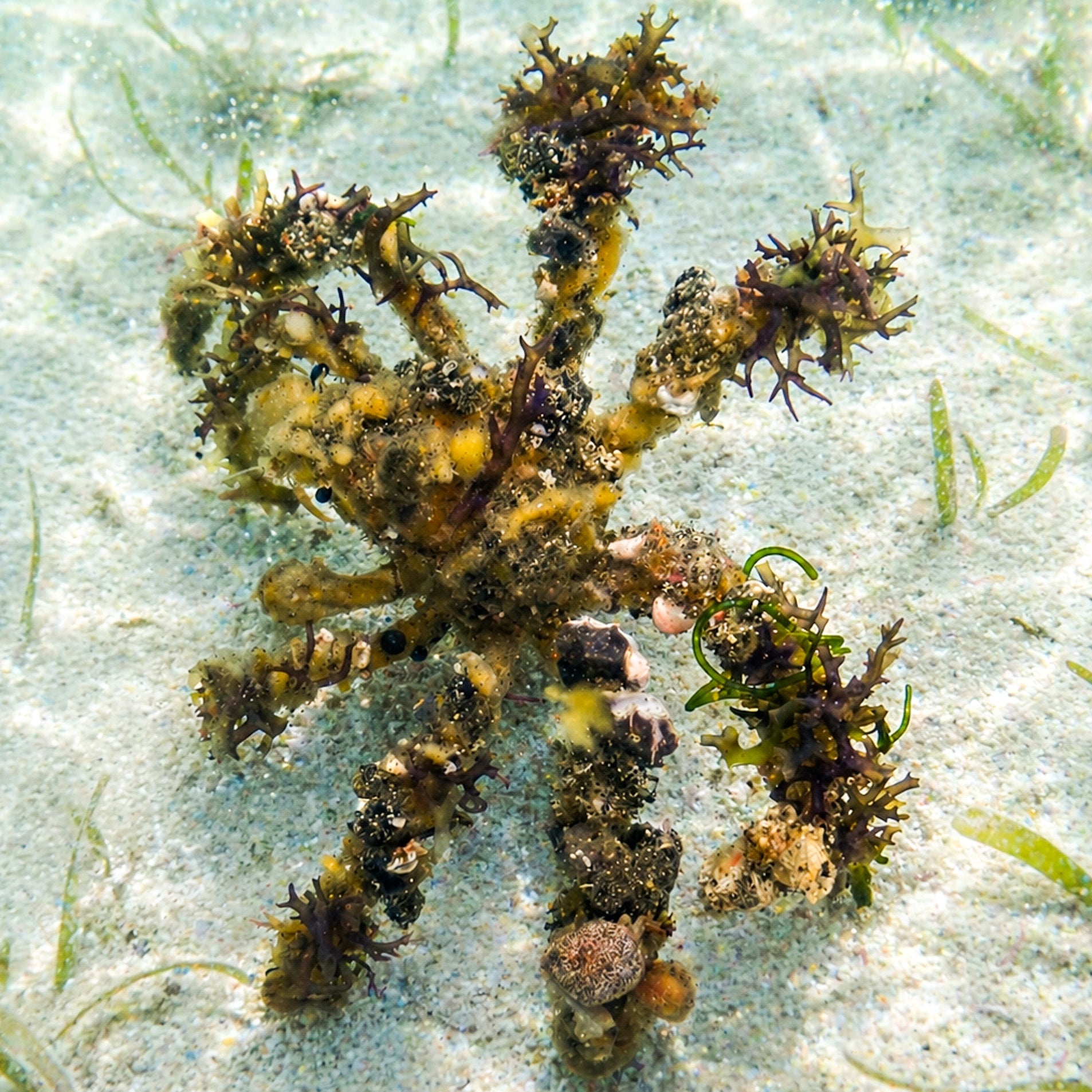 Spider Decorator Crab