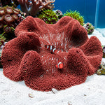 Red Haddoni Carpet Anemone