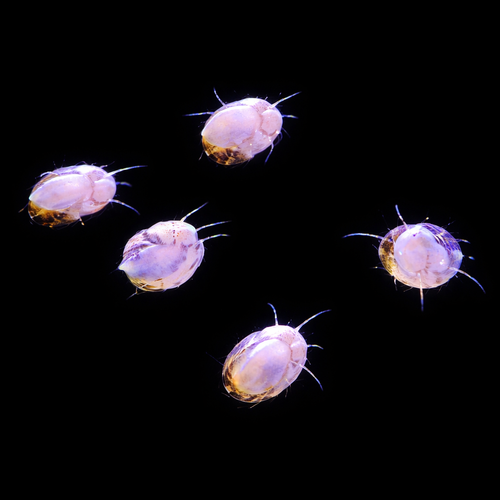 Mini Turbo Collonista Snails (Self-Propagating)