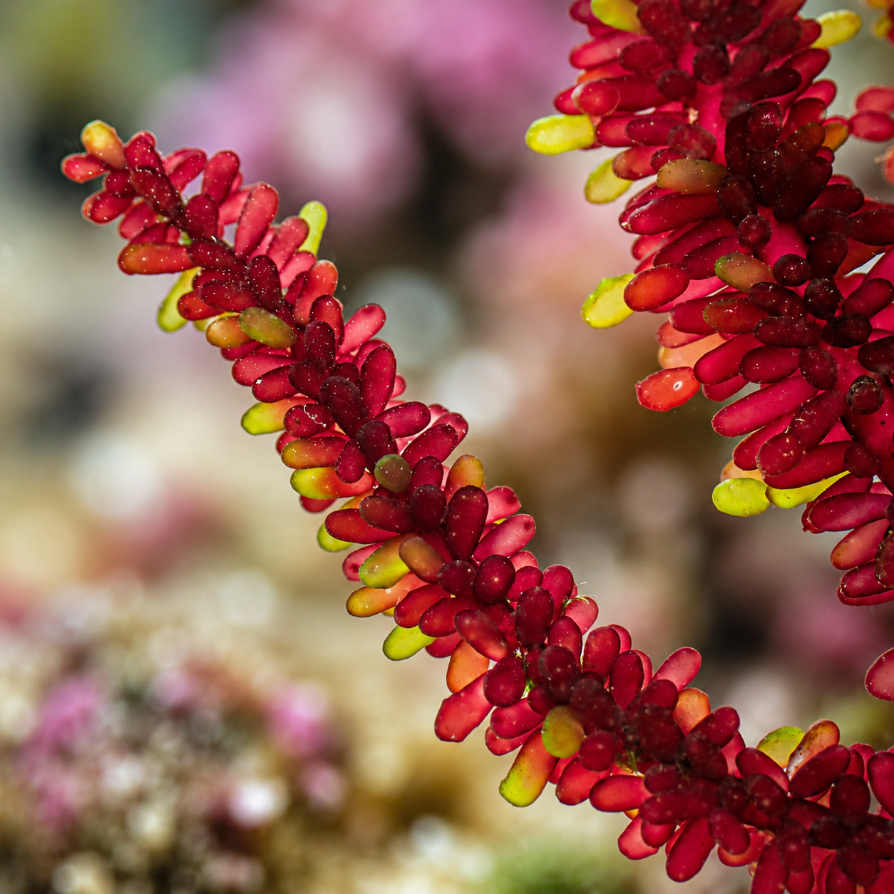 Rasberry Rosette Macroalgae