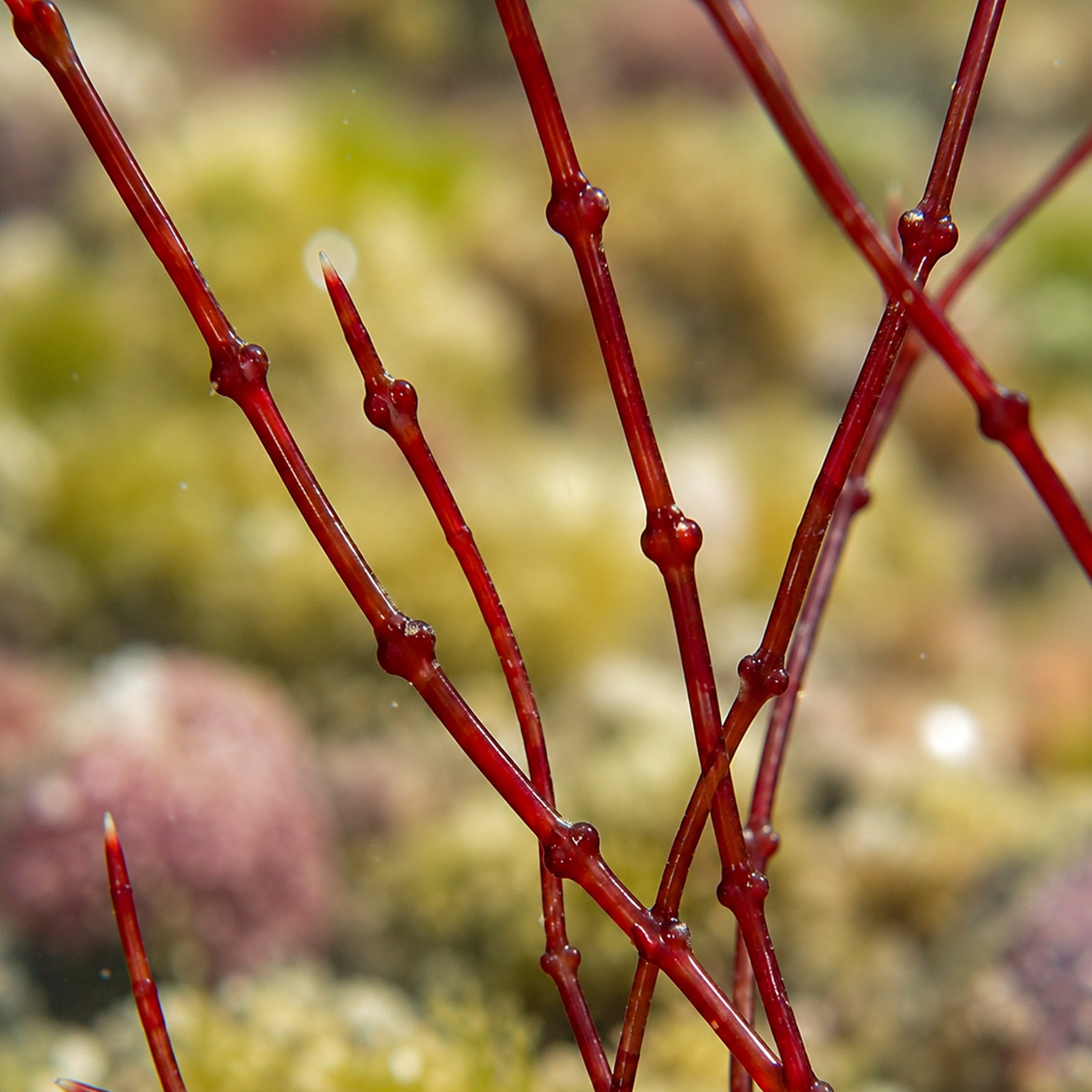 Red Rosary Macroalgae