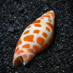 Orange Spotted Miter Snail