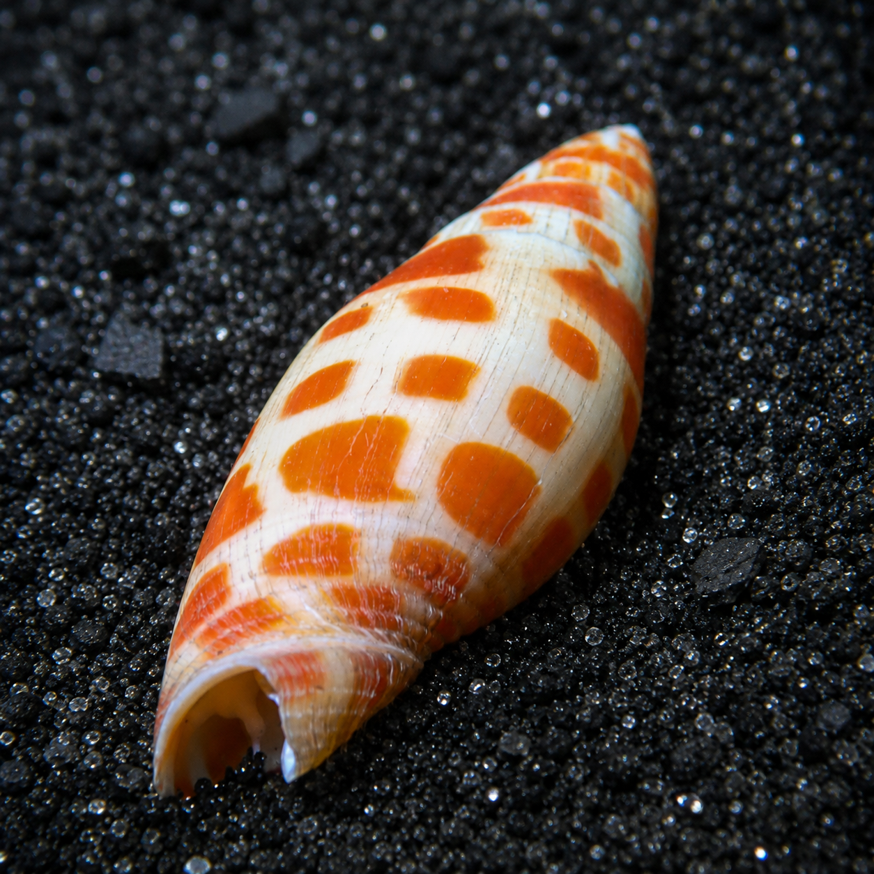 Orange Spotted Miter Snail