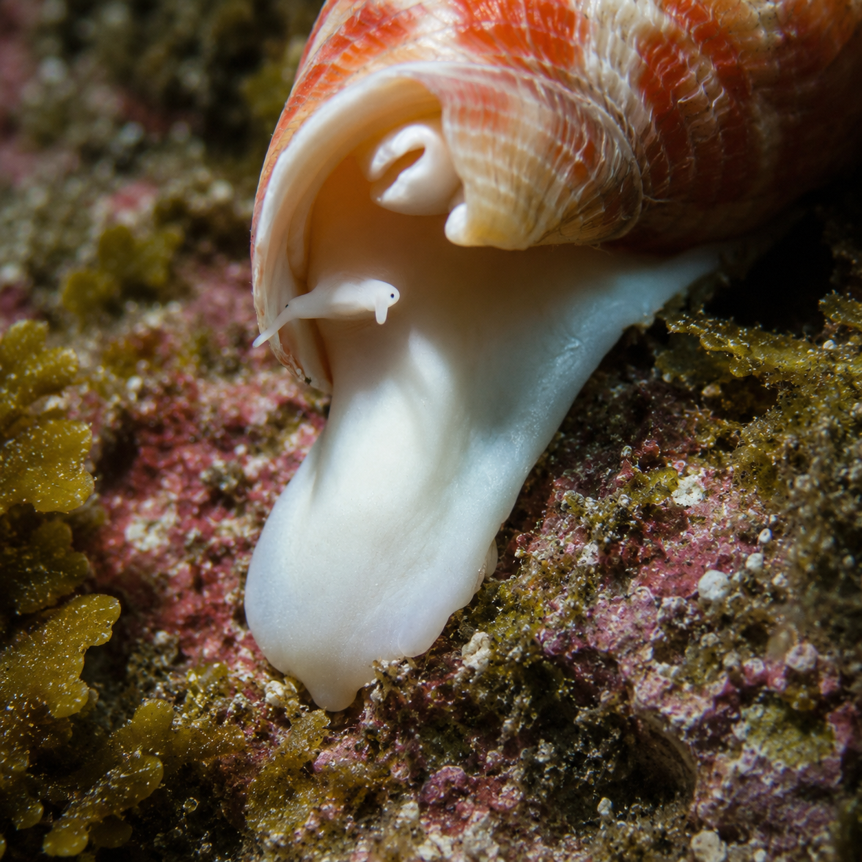Orange Spotted Miter Snail