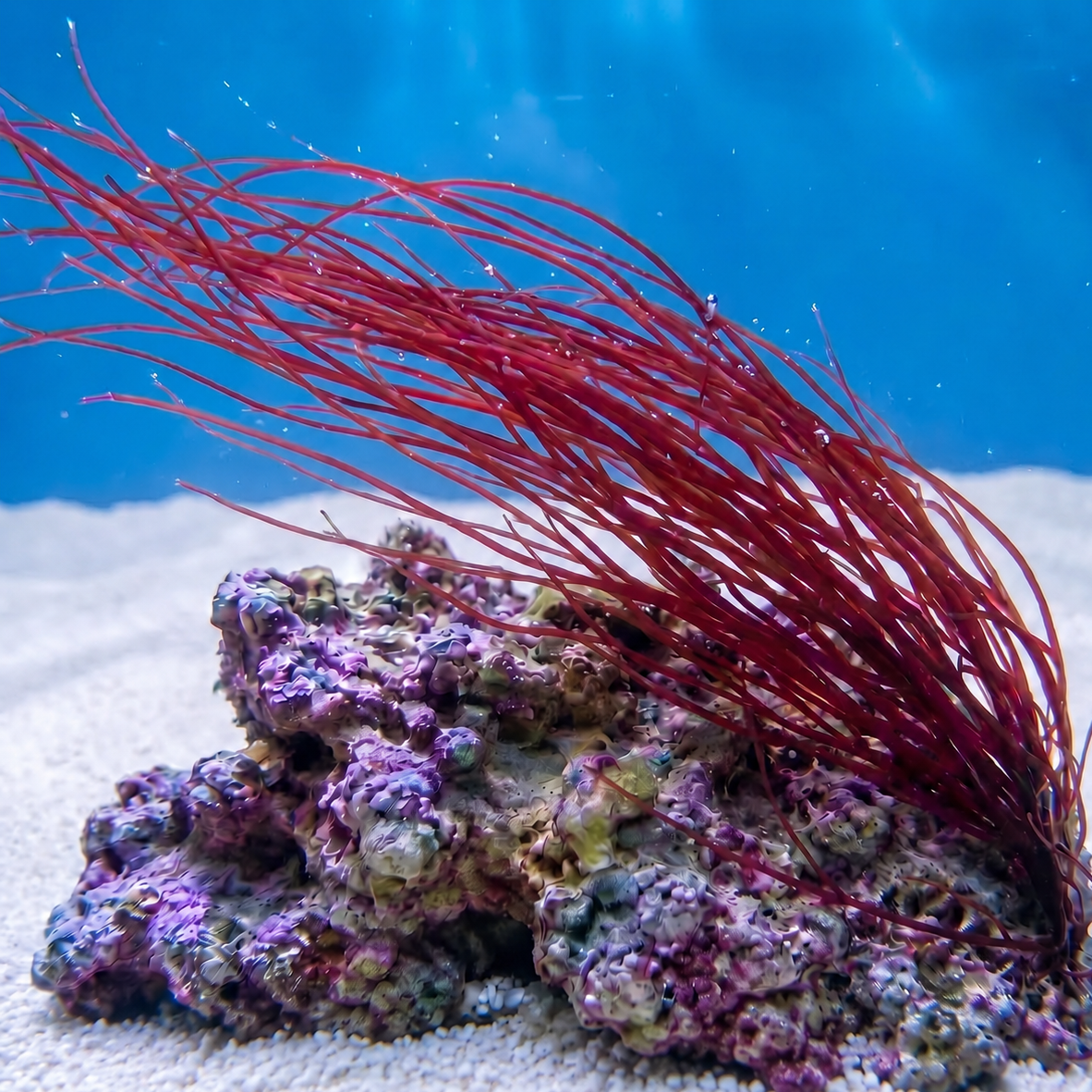 Angel Hair Macroalgae