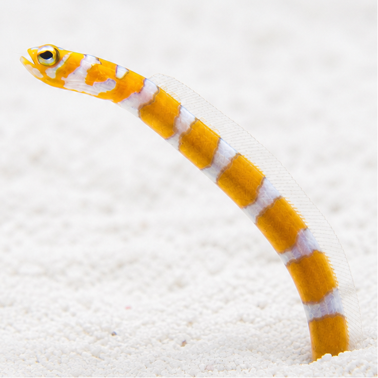 Splendid Garden Eel