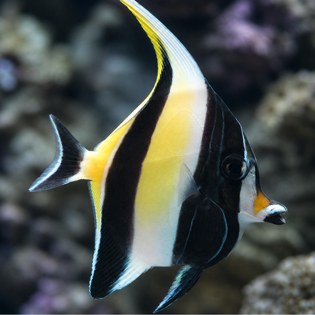 Moorish Idol