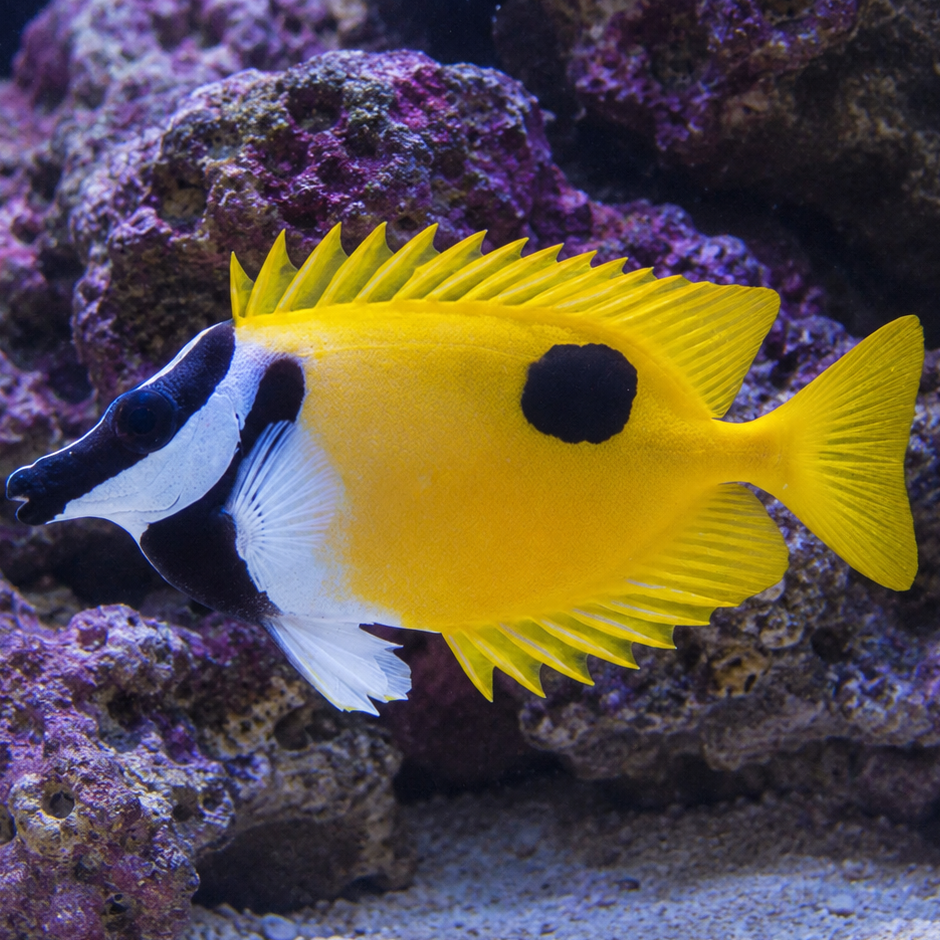 Foxface Rabbitfish (Algae Eater)