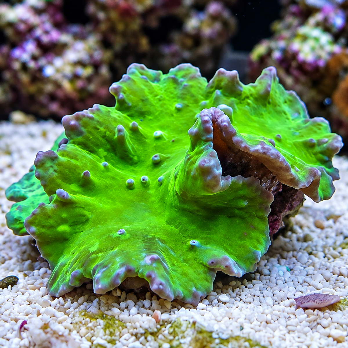Neon Green Cabbage Leather Toadstool