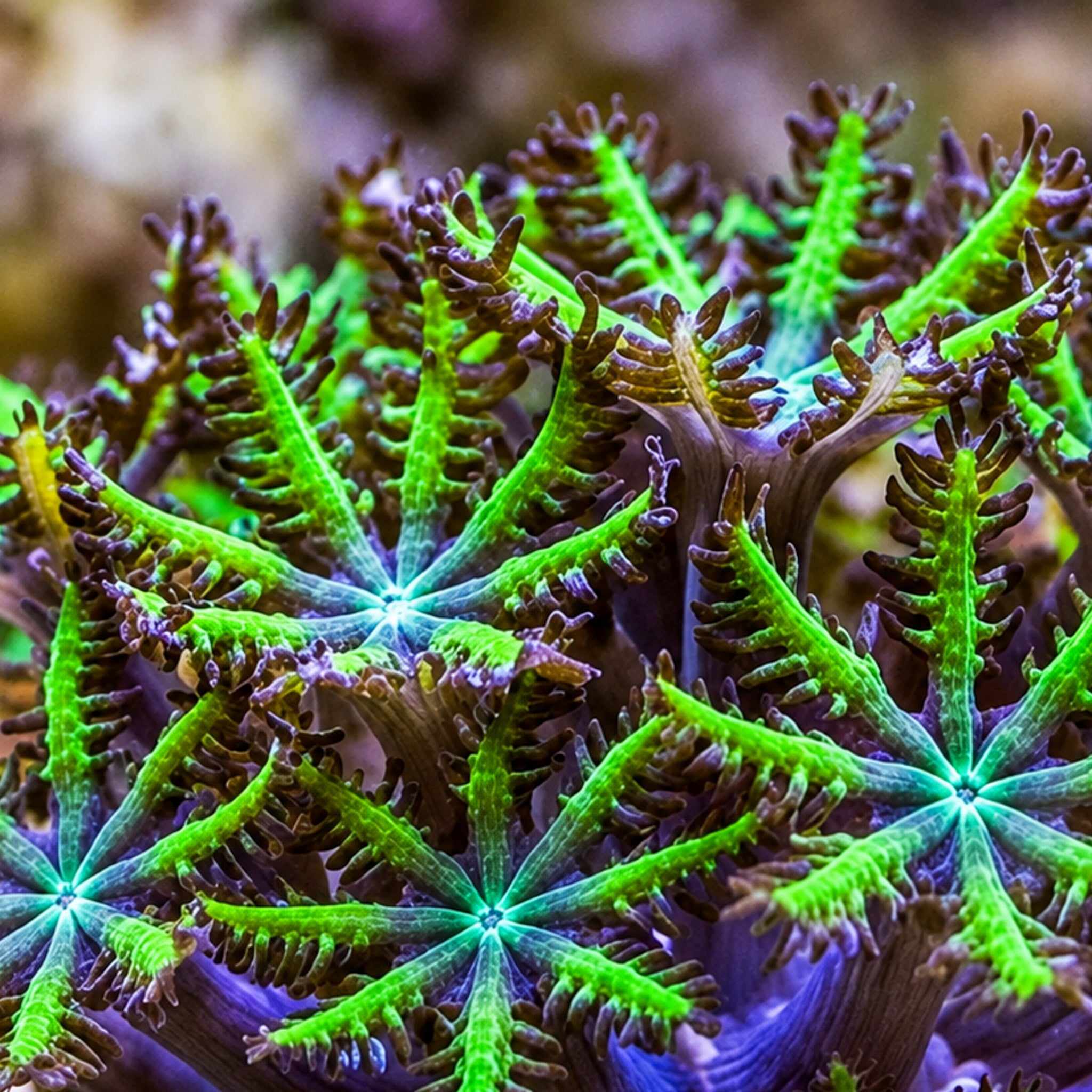 Green Polyp Sympodium