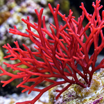 Emberweb Macroalgae