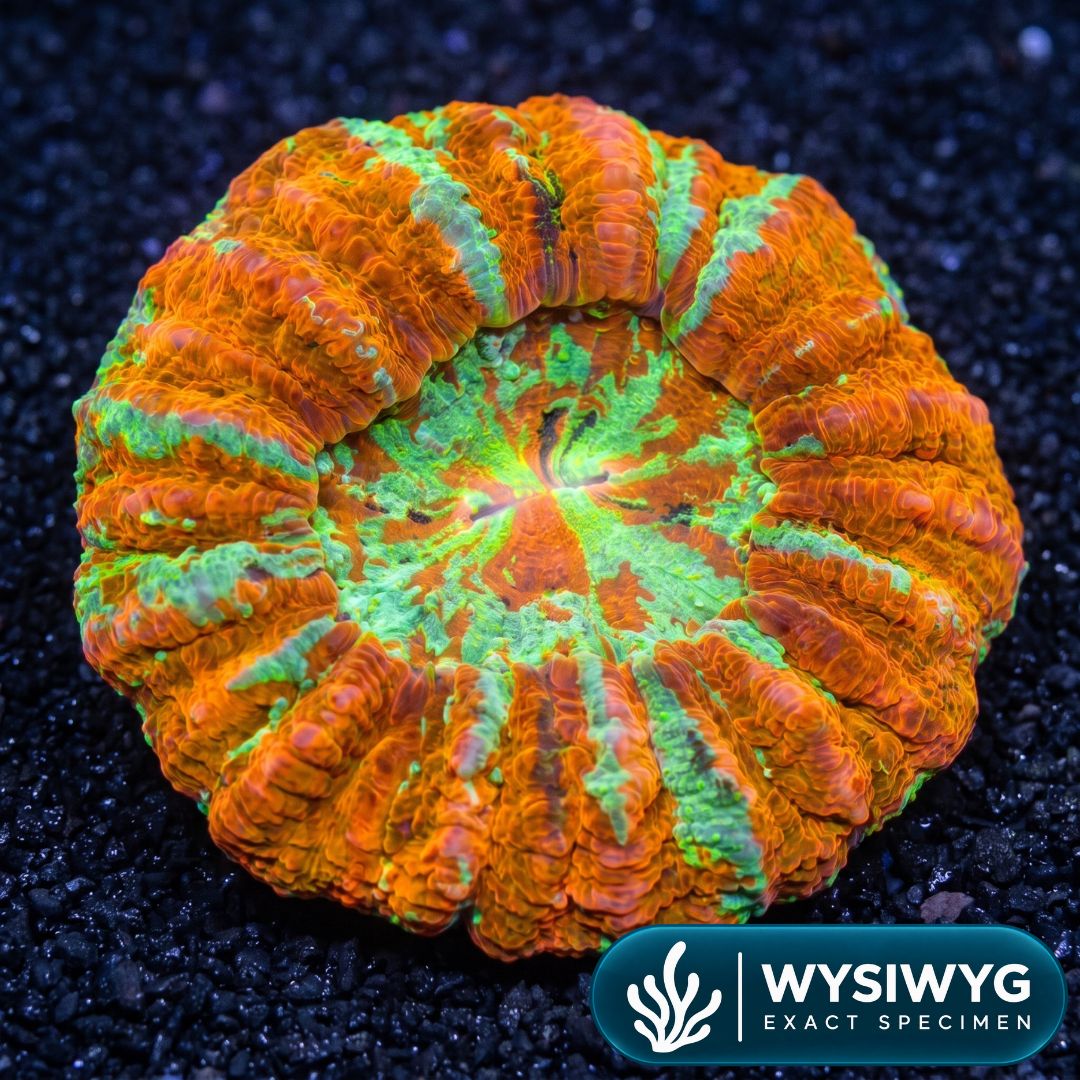 Rainbow Acanthophyllia (3-4")