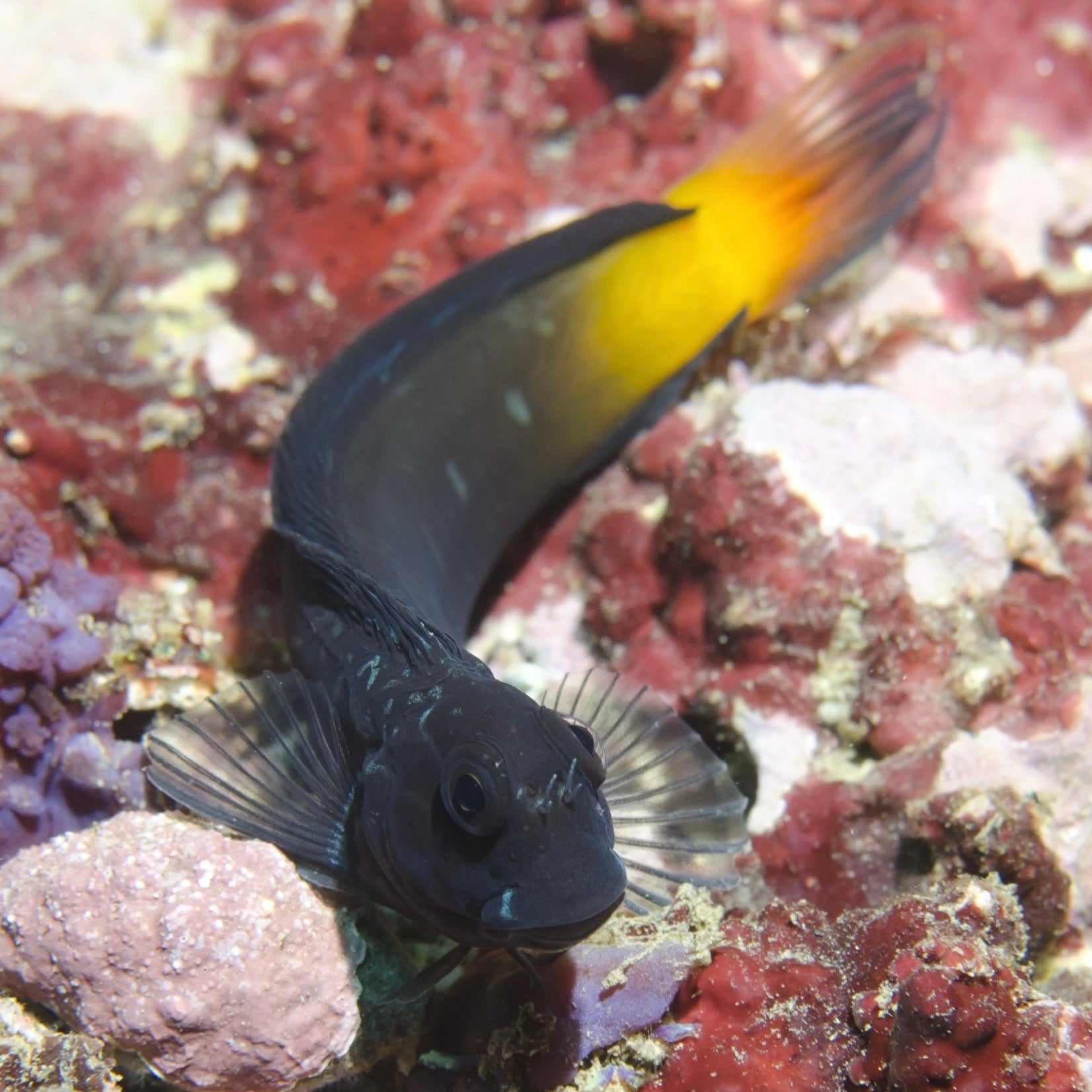 Flametail Blenny (Algae Eater)