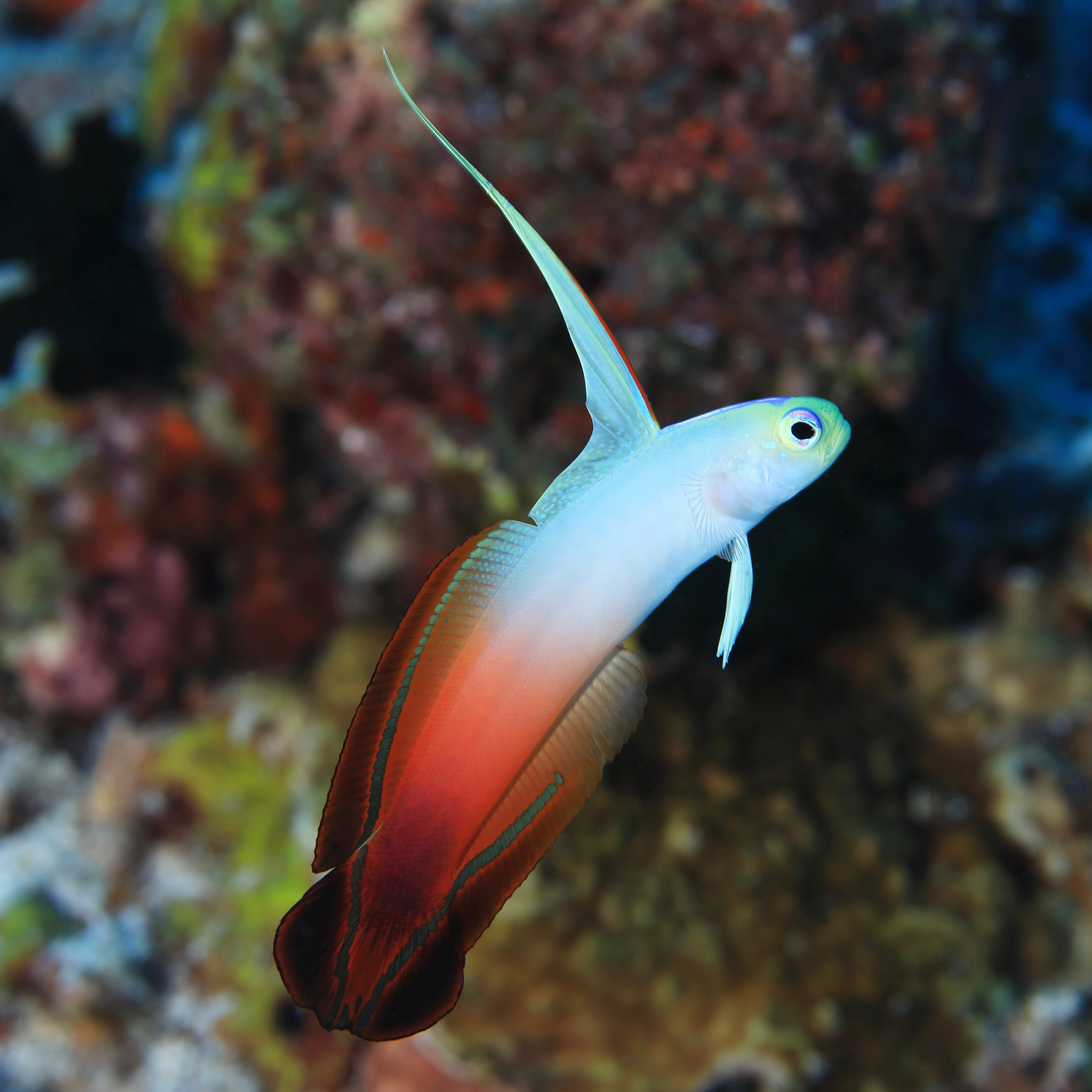 Firefish Goby