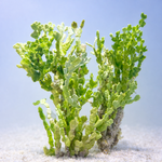 Halimeda Cactus Macroalgae