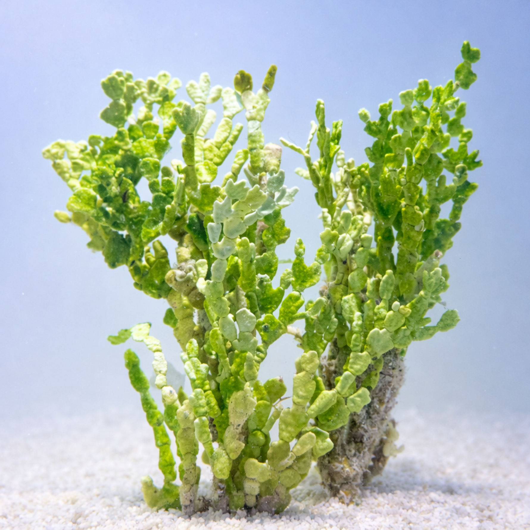 Halimeda Cactus Macroalgae