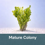 Halimeda Cactus Macroalgae