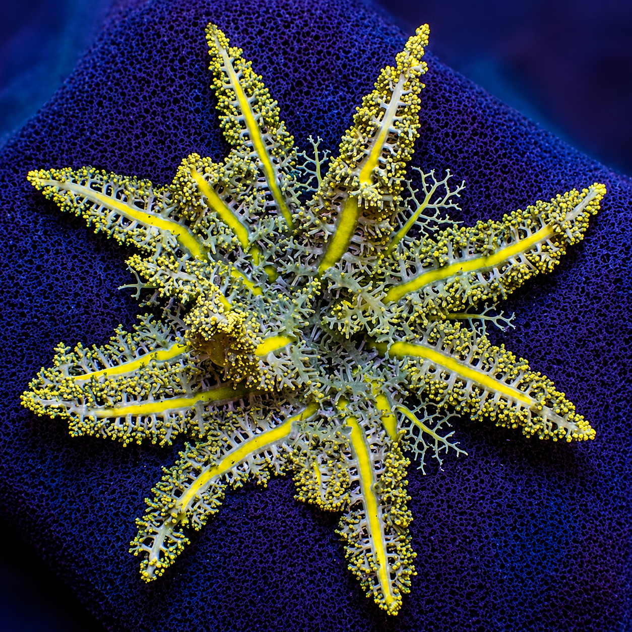 Starfire Anemone