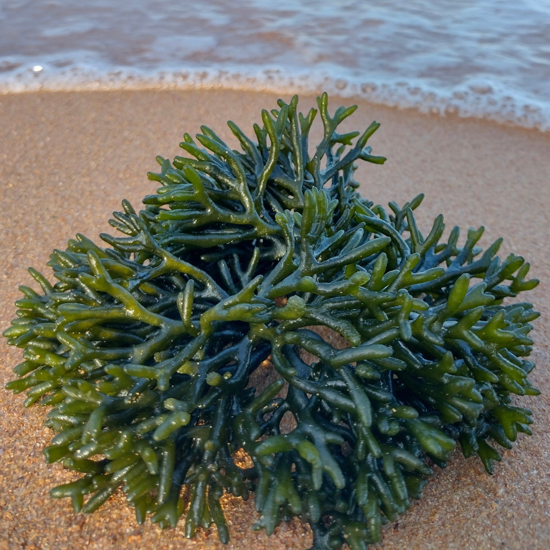Codium Green Seaweed Macroalgae
