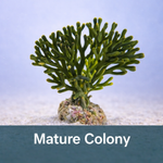 Codium Green Seaweed Macroalgae