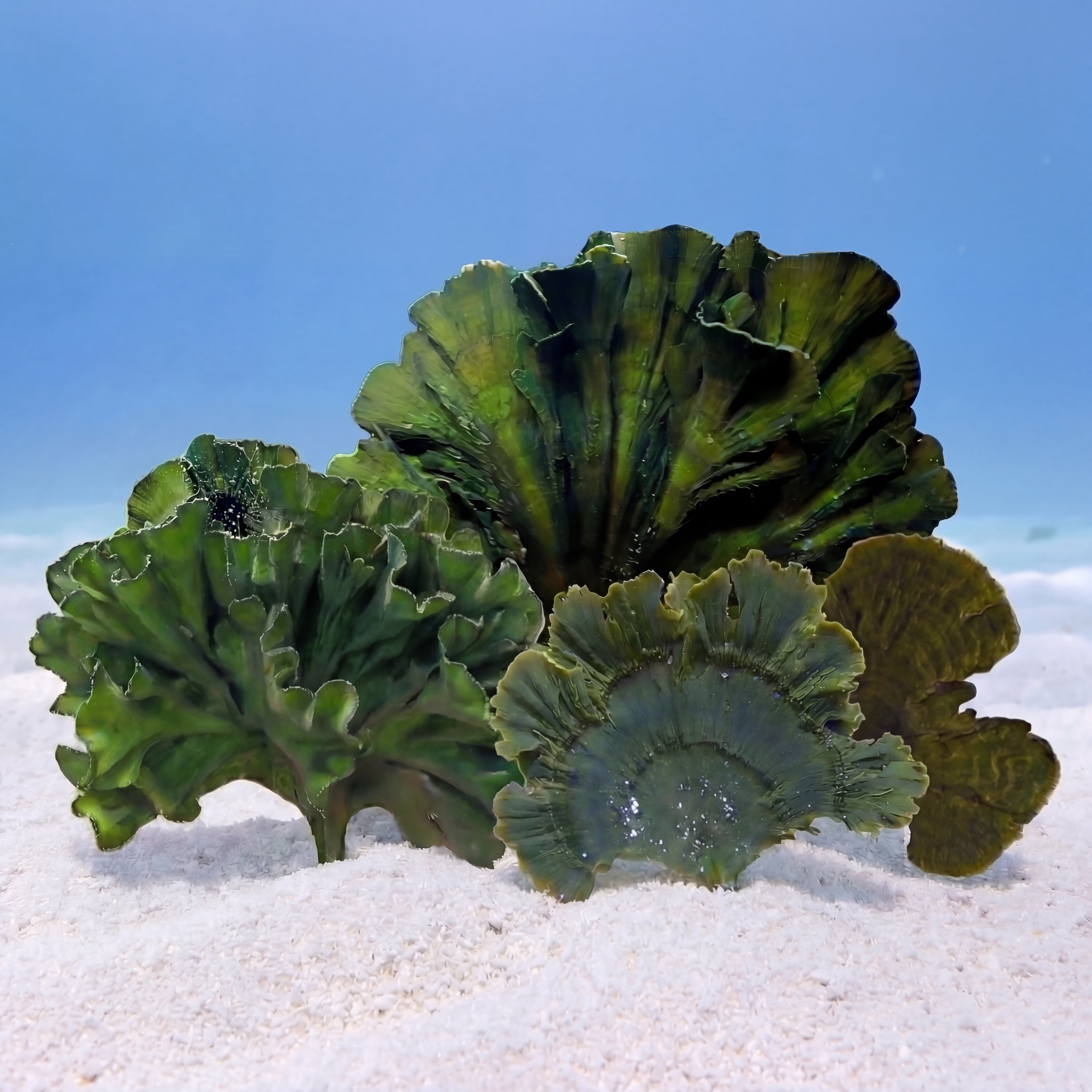 Mermaid's Fan Macroalgae
