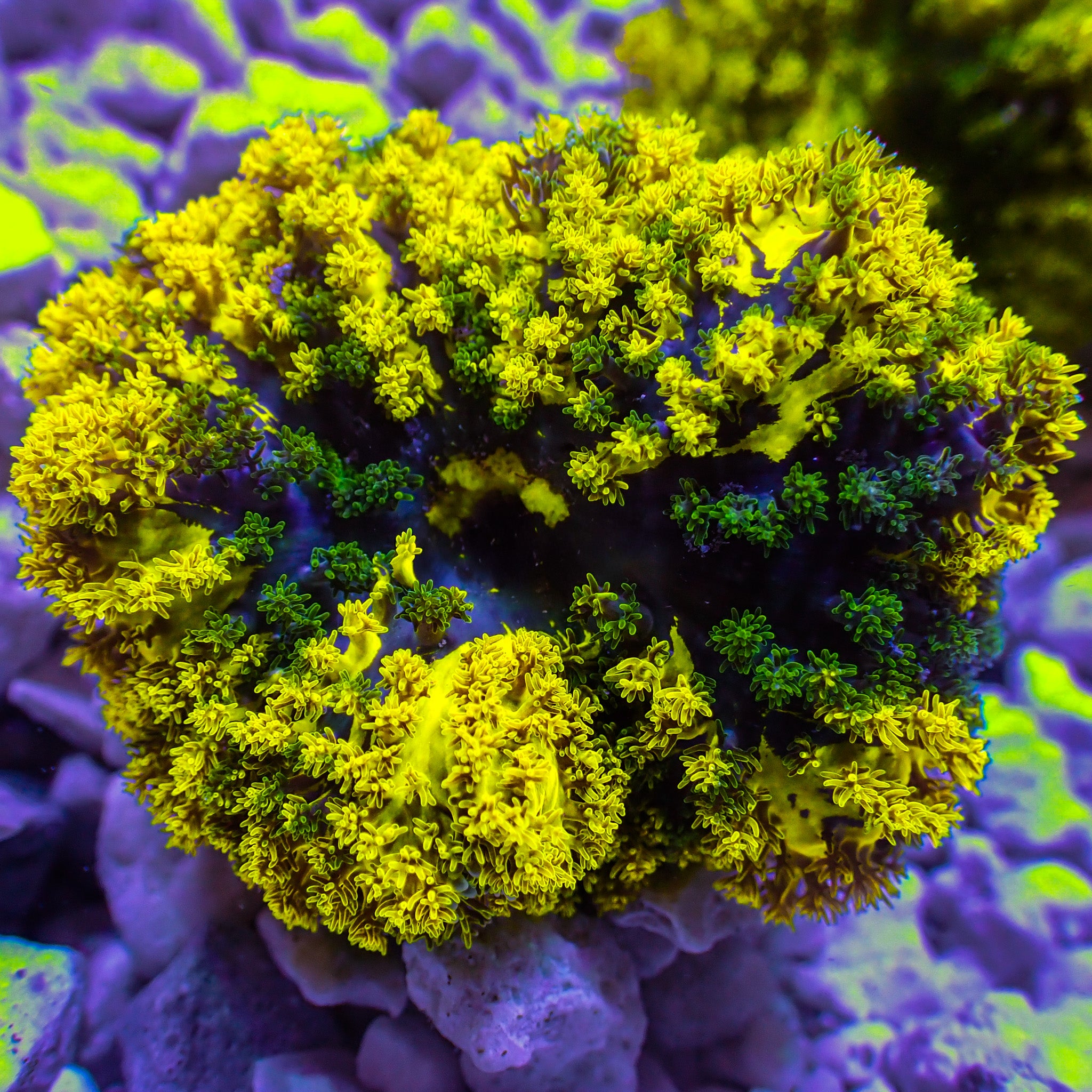 Electric Daisy Carpet Anemone