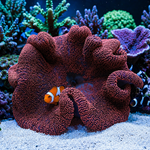 Red Haddoni Carpet Anemone