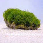 Natural Rock Chaetomorpha Refugium Macroalgae