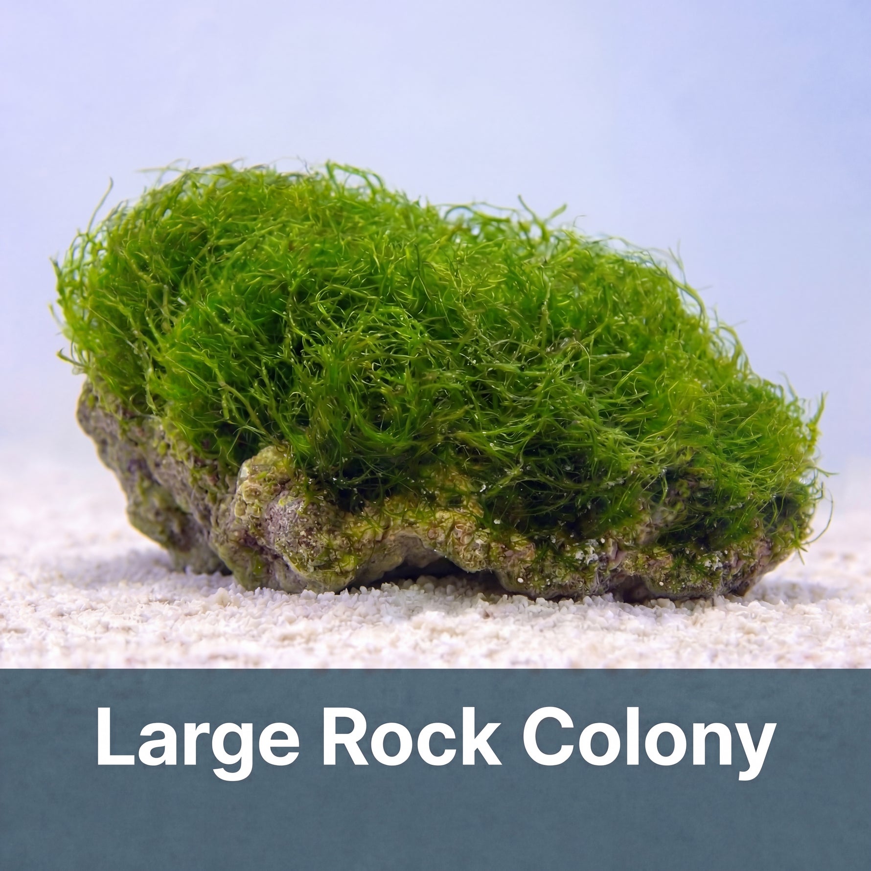 Natural Rock Chaetomorpha Refugium Macroalgae