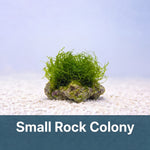 Natural Rock Chaetomorpha Refugium Macroalgae