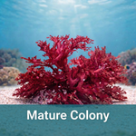 Red Ribbon Macroalgae