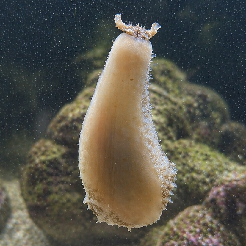Fuzzy Sea Hare (Algae Eater)