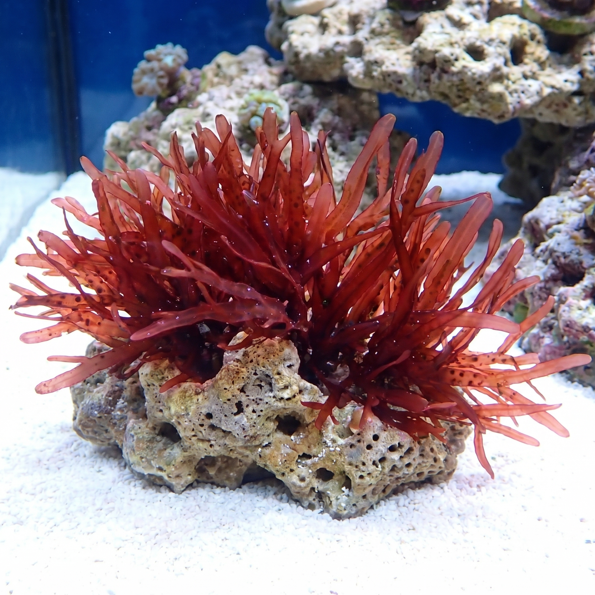 Scarlet Swords Macroalgae