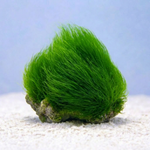 Maiden's Hair Reef Grass Macroalgae