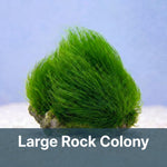 Maiden's Hair Reef Grass Macroalgae