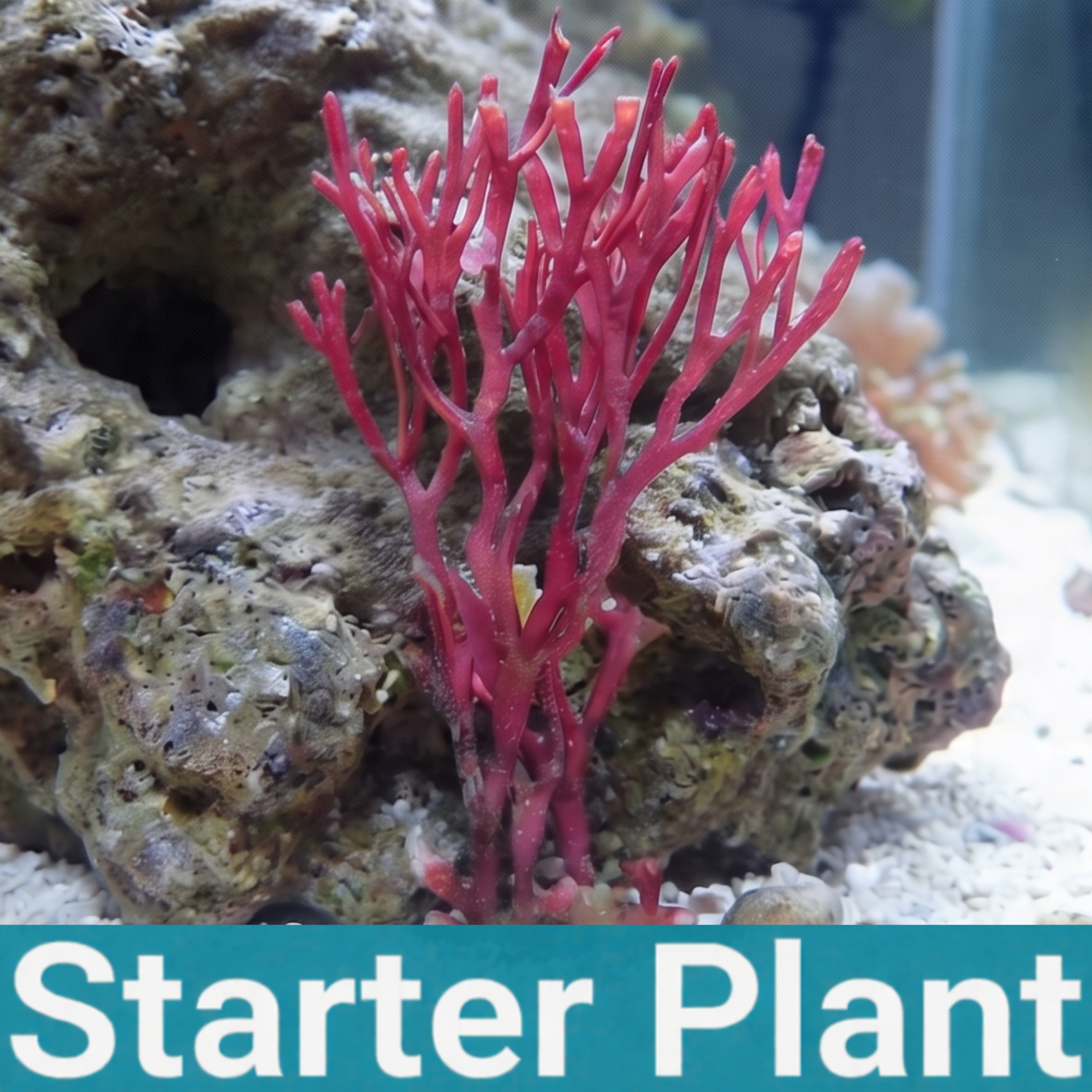 Vermillion Bonsai Macroalgae