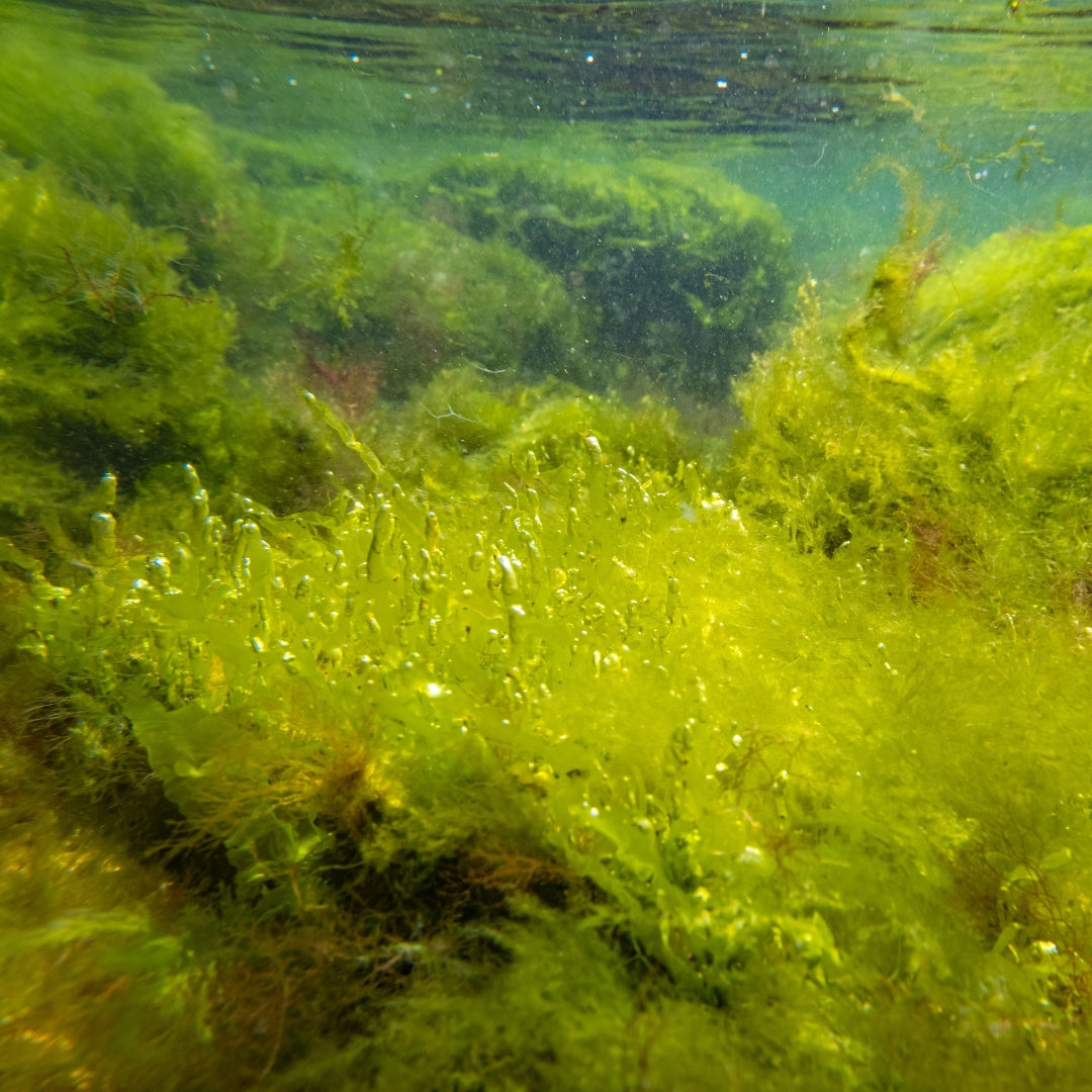Mixed Filament Green Macroalgae (Hair Algae)