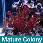 Vermillion Bonsai Macroalgae