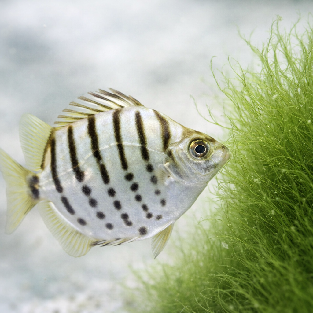 Saltwater Silver Striped Scat (Eats Aiptasia&Algae)