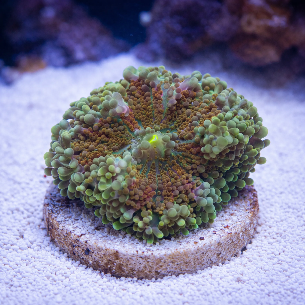 Flame Flicker Yuma Mushroom