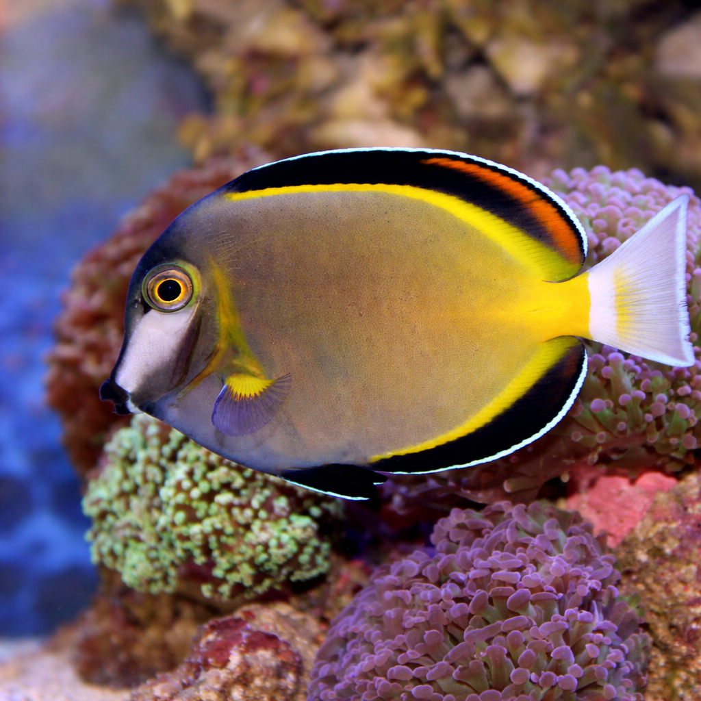 Powder Brown Tang