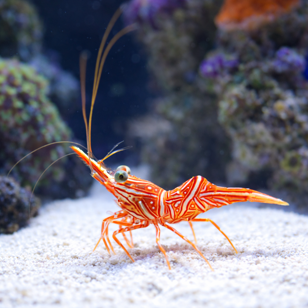 Candy Cane Dancing Shrimp