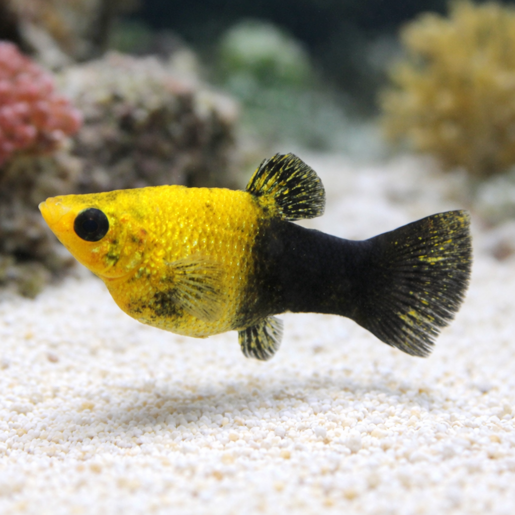 Saltwater Gold Dust Molly (Algae Eater, Self-Propagating)
